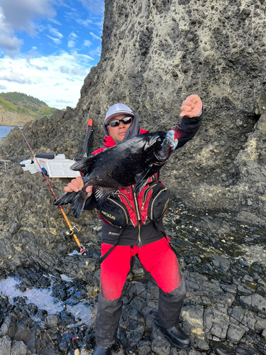 イシガキダイの釣果