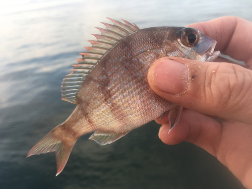 チャリコの釣果