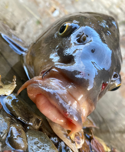 コイの釣果