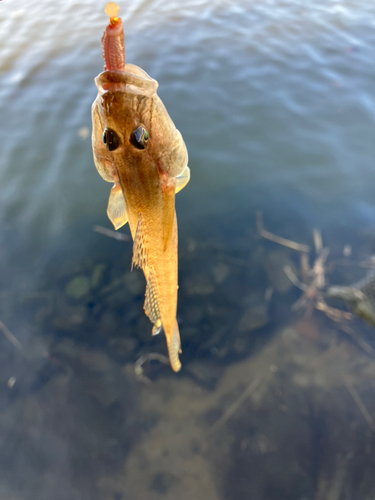 マハゼの釣果