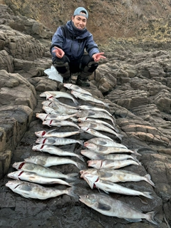 ホッケの釣果