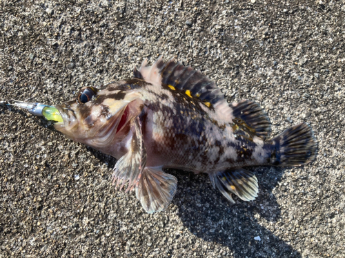 オウゴンムラソイの釣果