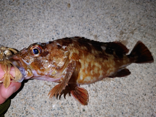 ガシラの釣果