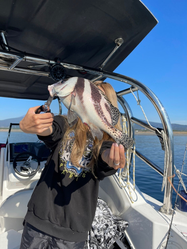 コショウダイの釣果