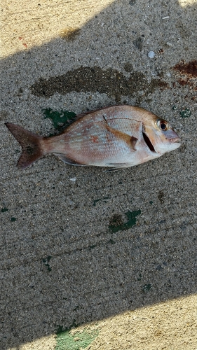 チャリコの釣果