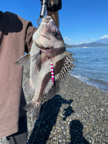 コショウダイの釣果