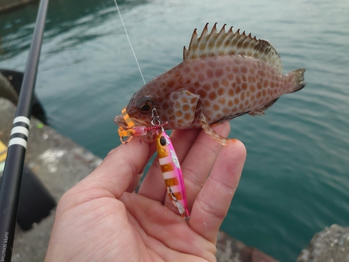 オオモンハタの釣果