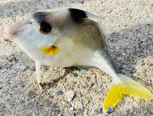 ギマの釣果