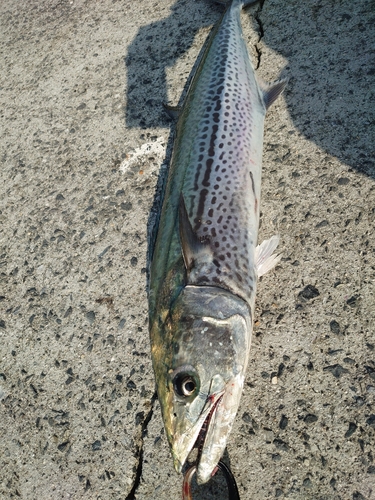 サワラの釣果