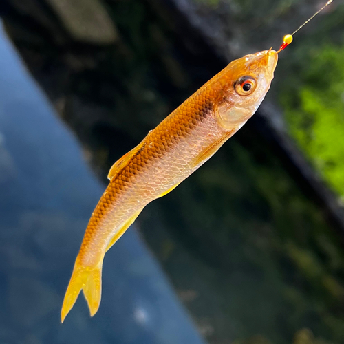 オイカワの釣果