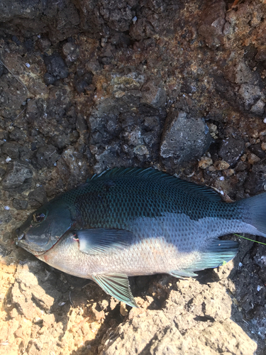 オナガグレの釣果