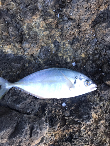 シマアジの釣果