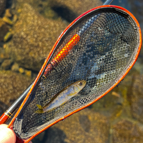 カワムツの釣果