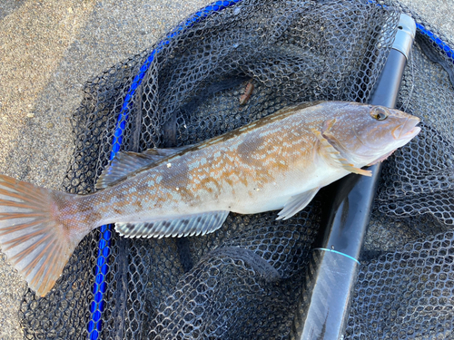 アイナメの釣果