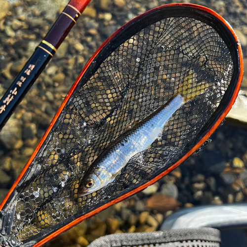 オイカワの釣果