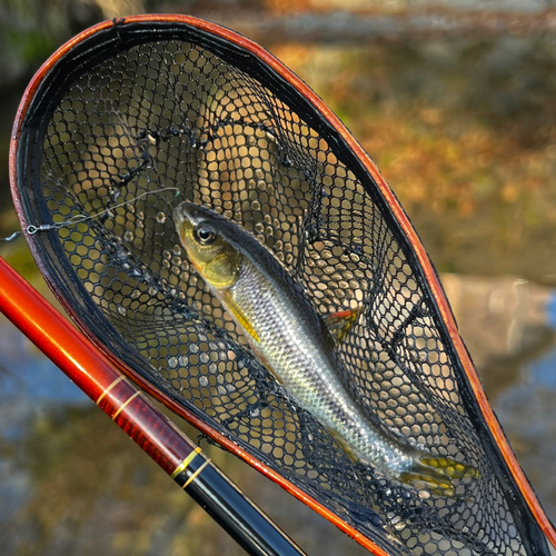 カワムツの釣果