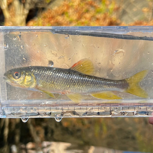 カワムツの釣果