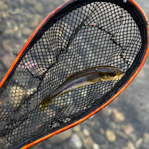 カワムツの釣果