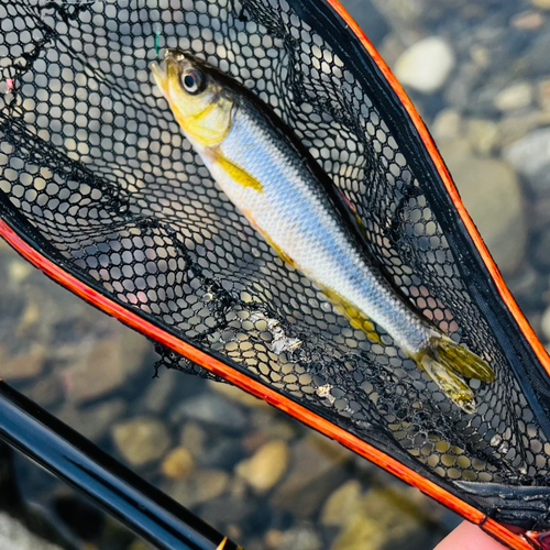 カワムツの釣果