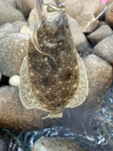 ヒラメの釣果