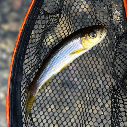 カワムツの釣果