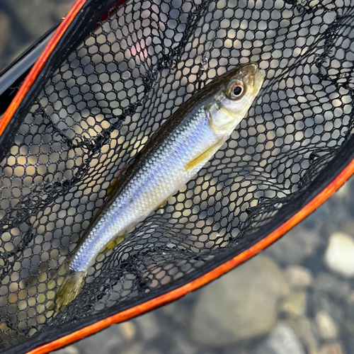 カワムツの釣果