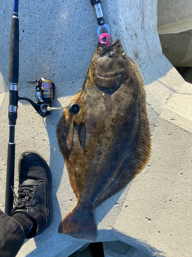 ヒラメの釣果