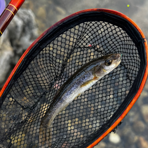 アブラハヤの釣果