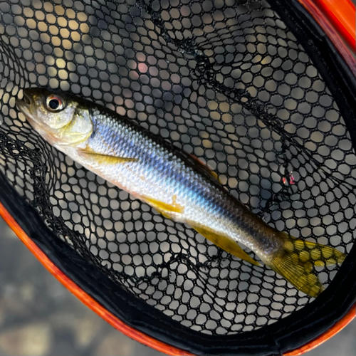 カワムツの釣果