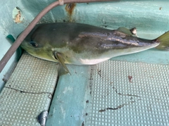 シロサバフグの釣果