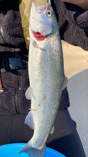 ニジマスの釣果