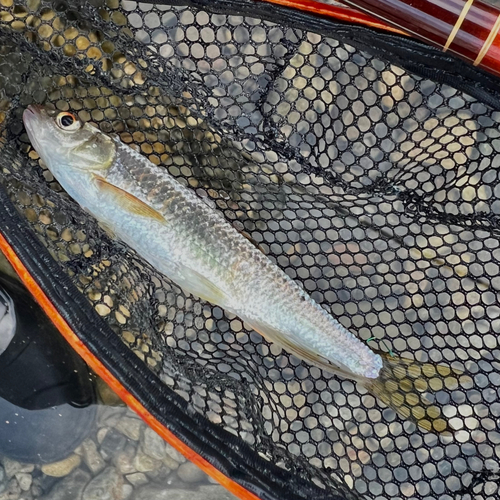 オイカワの釣果