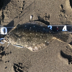 ヒラメの釣果