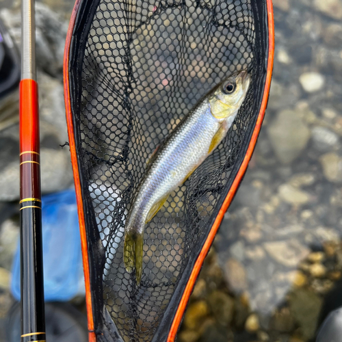 カワムツの釣果