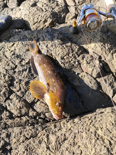 アイナメの釣果