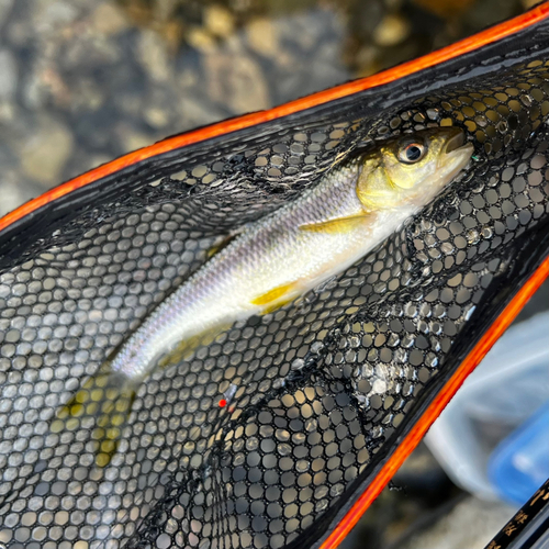 カワムツの釣果