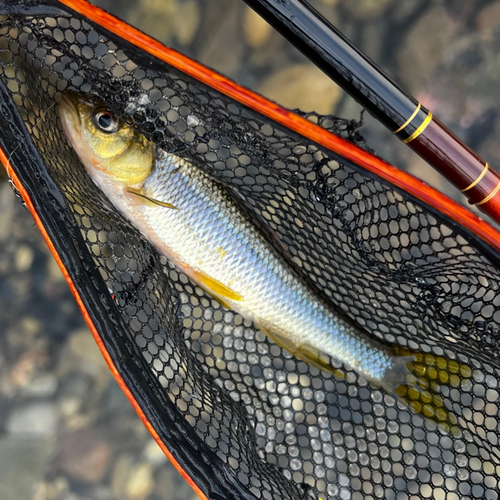 カワムツの釣果