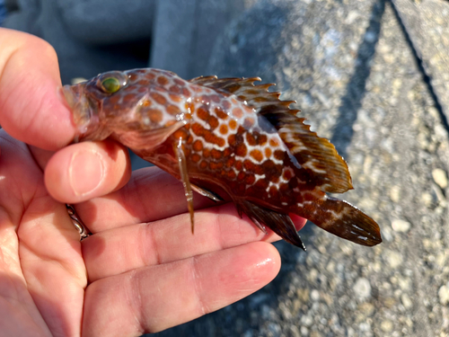 アコウの釣果