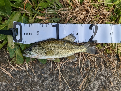 ブラックバスの釣果