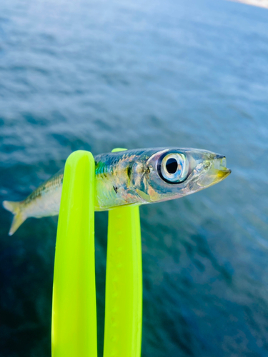 マイワシの釣果