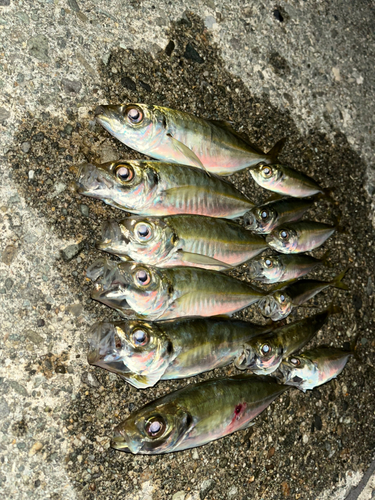 アジの釣果