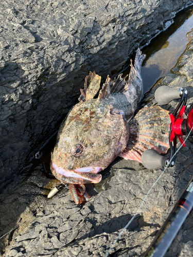 ケムシカジカの釣果