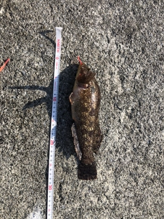 アイナメの釣果