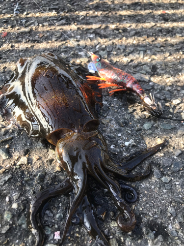 アオリイカの釣果