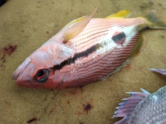 ヨコスジフエダイの釣果