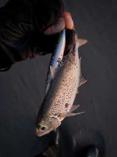 コノシロの釣果