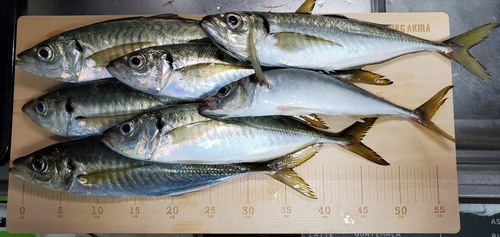 アジの釣果