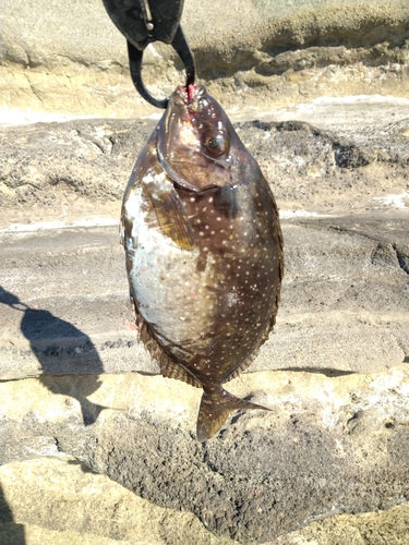 アイゴの釣果