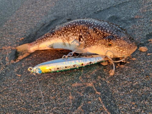 クサフグの釣果