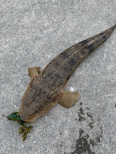 マゴチの釣果